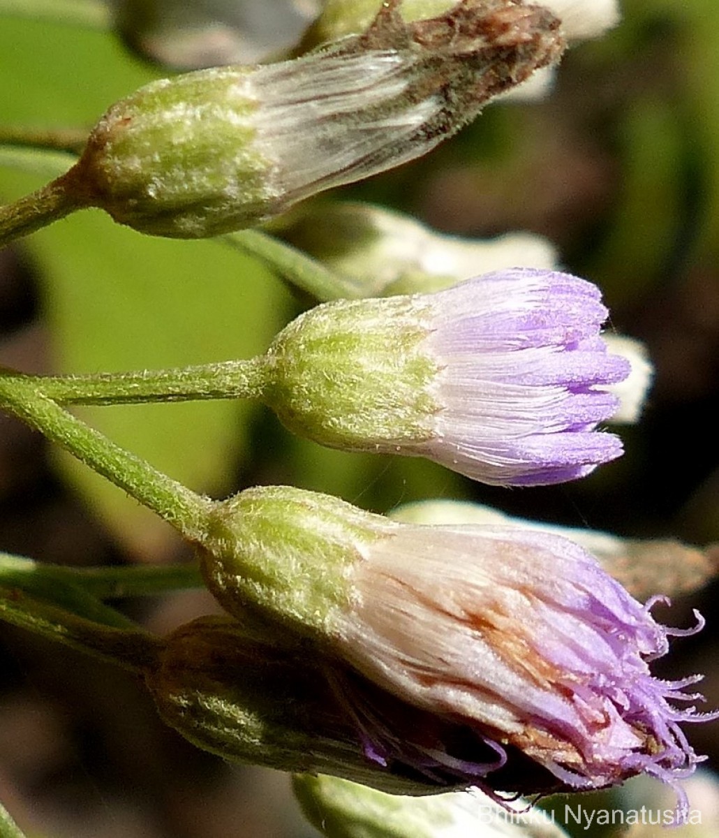 Cyanthillium hookerianum (Arn.) H.Rob.